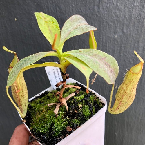 Nepenthes (Campanulata x Maxima) x Eymae (Katopasa) * Seed grown * Wistuba * Tropical pitcher plants (monkey cups) for sale South Africa