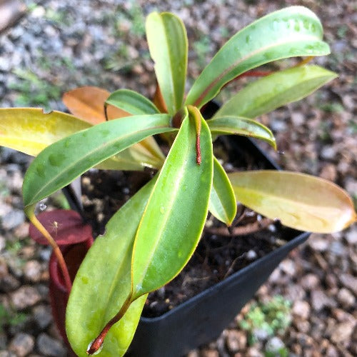 Nepenthes Dubia x Deaniana ~ Seed grown * Wistuba Carnivorous plants for collectors for sale South Africa