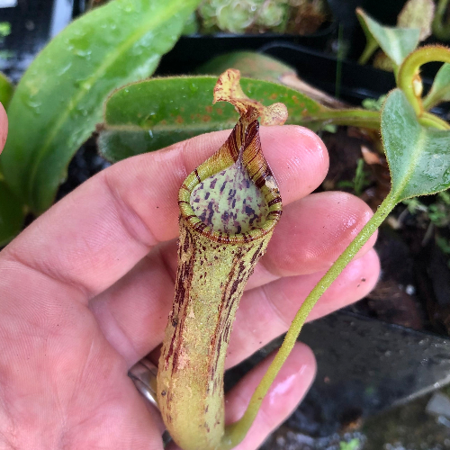 Nepenthes Epiphytica x Mollis Seed grown Wistuba Pitcher with striped peristome