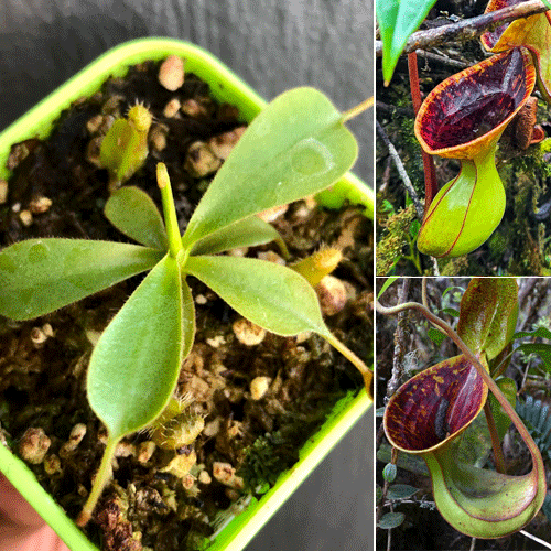 Nepenthes Lowii loc Gunung Mentapok Borneo ~ Wistuba * Buy and sell rare carnivorous plants in South Africa