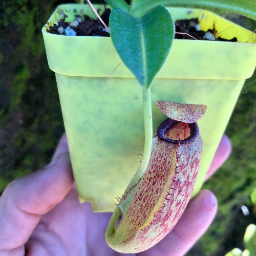 Carnivorous tropical pitcher plant in a yellow pot held by a hand with a blurred natural background. Nepenthes Maxima x Aristolochioides from Borneo Exotics
