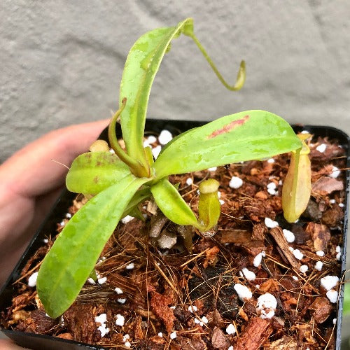 Nepenthes Reinwardtiana Red form loc Bario, Kelabit Highlands, Borneo [BCP ID# N335, N402] * Rare carnivorous plants for sale * Buy online in South Africa