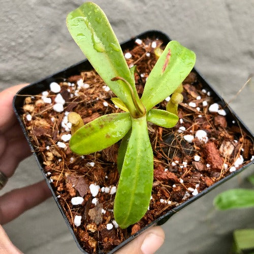 Nepenthes Reinwardtiana Red form loc Bario, Kelabit Highlands, Borneo [BCP ID# N335, N402] * Rare carnivorous plants for sale * Buy online in South Africa