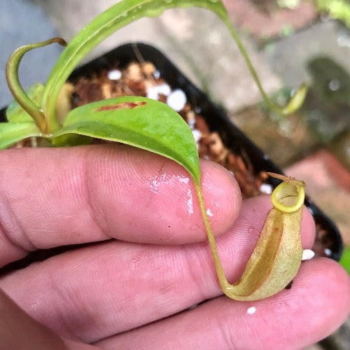 Nepenthes Reinwardtiana Red form loc Bario, Kelabit Highlands, Borneo [BCP ID# N335, N402] * Rare carnivorous plants for sale * Buy online in South Africa