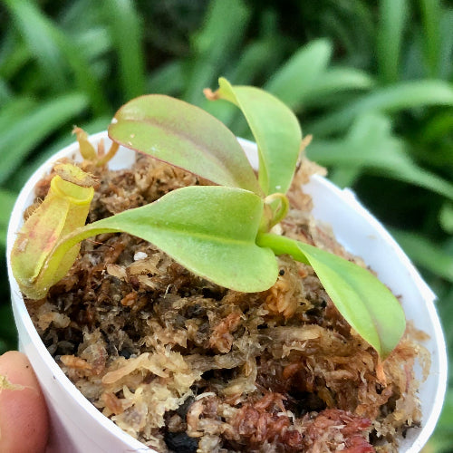 Small nepenthes robmata (potted) plant held by a hand with a green leafy background