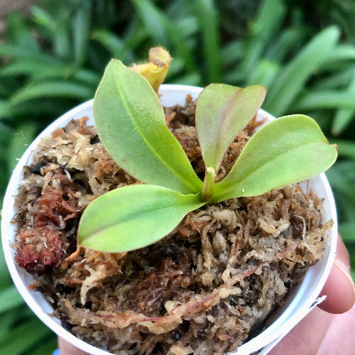 Hand held nepenthes robcantleyi x hamata - potted plant for sale from Cultivo Carnivores SA