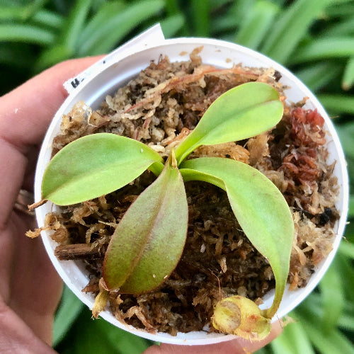 Small nepenthes robcantleyi x hamata potted plant held in a hand with a blurred green background