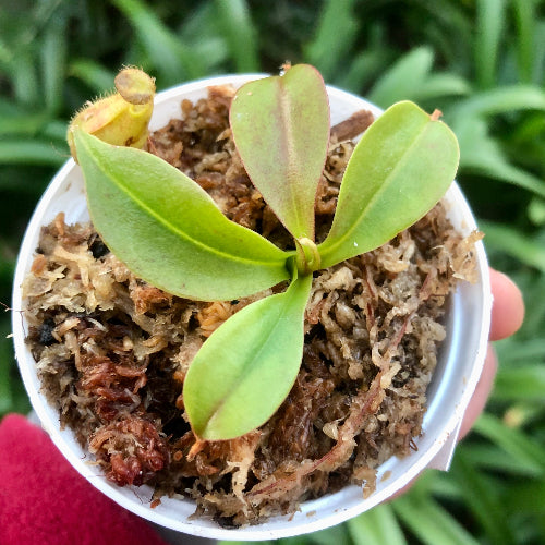 Small green tropical pitcher plant in a pot held by a person with a blurred green background