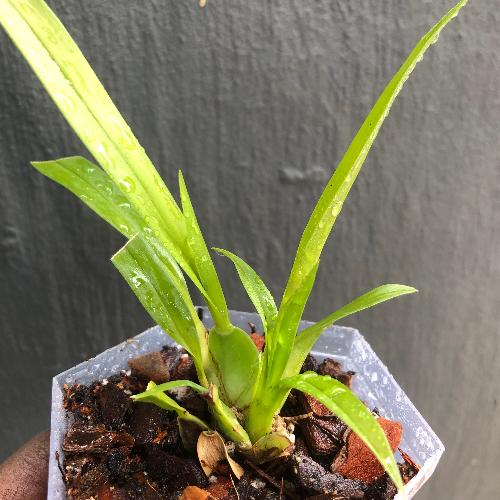 Oncidium Twinkle Fragrant Miniature Orchids for Terrariums and Paludariums Buy online in South Africa