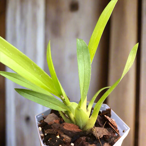 Oncidium Twinkle Fragrant_Miniature_orchids_for_terrariums_and_paludariums_for_sale_South_Africa
