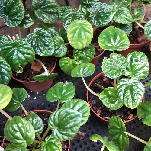 Peperomia Caperata Green * Companion plants for carnivorous plant terrariums and paludariums South Africa
