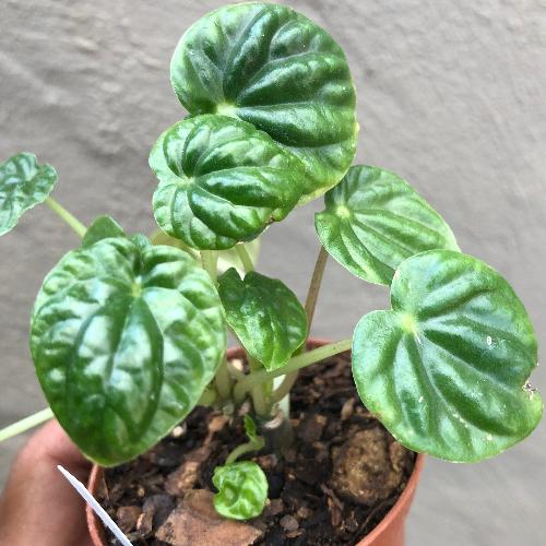 Peperomia Caperata Green * Companion plants for carnivorous plant terrariums and paludariums for sale in South Africa