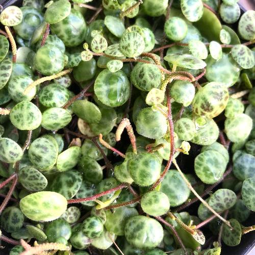 Peperomia prostrata ~ String of Turtles: Terrarium plants for sale : Buy online in South Africa