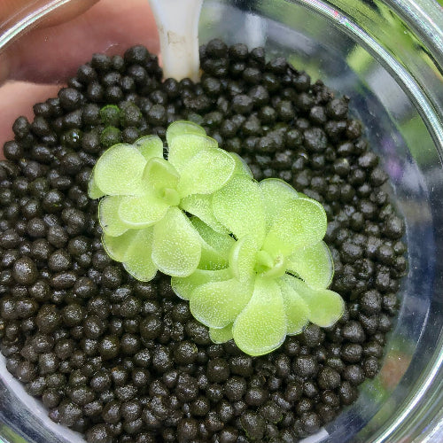 Small clump of Pinguicula kondoi f. giant from Best Carnivorous Plants, Czech Republic emerging from winter dormancy. A rare Mexican butterwort with reticulated flowers, ideal for carnivorous plants terrariums and windowsills
