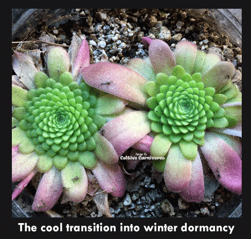 Example of a Mexican butterwort forming a compact winter rosette – shown for reference