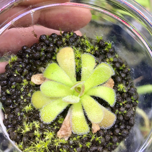 Pinguicula martinezii held in hand to show size – limited stock, exact plant shipped with order