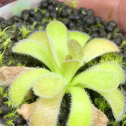 Close-up of Pinguicula martinezii from Querétaro, Mexico – exact plant for sale, special import from Best Carnivorous Plants (Czech Republic)