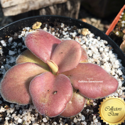 BUTTERWORT (Mexican): Pinguicula Agnata f. red leaf loc El lobo for sale | Buy carnivorous plants and seeds online @ South Africa's leading online plant nursery, Cultivo Carnivores