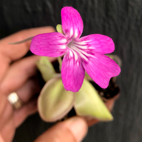 Pinguicula Hemiepiphytica loc Oaxaca Mexico Flower Special Import from Best carnivorous plants Czech Republic with pink flower and white striping For sale @ Cultivo Carnivores South Africa
