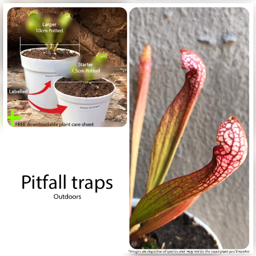 Trumpet pitcher hybrids Carnivorous plants for beginners for sale * Buy online @ Cultivo Carnivores South Africa