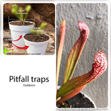 Trumpet pitcher hybrids Carnivorous plants for beginners for sale * Buy online @ Cultivo Carnivores South Africa