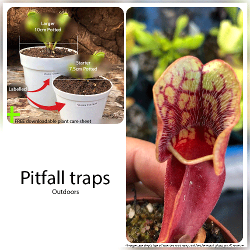 Purple pitchers and other Carnivorous plants for beginners for sale * Buy online @ Cultivo Carnivores South Africa