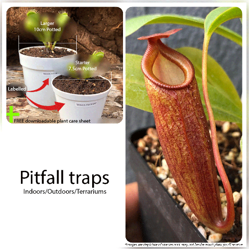 TROPICAL PITCHER PLANTS (Monkey cups) for beginners 🪴 Potted