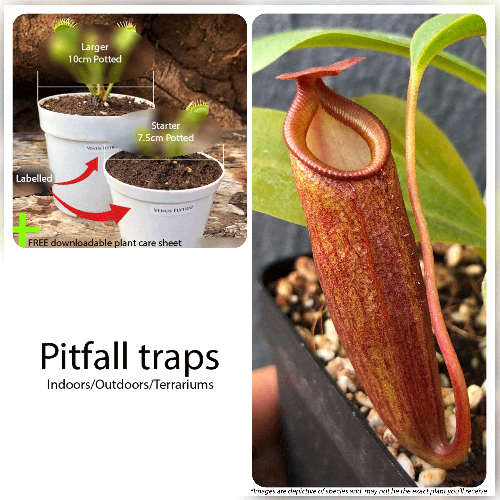 Tropical Pitcher Plants for Beginners (Monkey Cups) • Pitfall Traps • Pre-planted