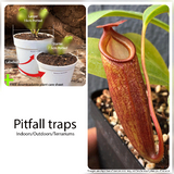 Tropical pitcher plant monkey cups_Carnivorous plants for beginners for sale * Buy online @ Cultivo Carnivores South Africa