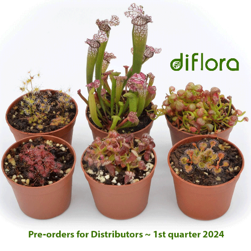 SPECIAL IMPORT ✈️🌎 Diflora's 32-Plant Mega Mix Bulk Pack for Collectors