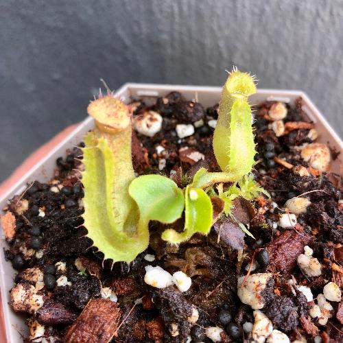 Nepenthes truncata　Malimumu, philippines CARNIVOROUS PLANTS FOR SALE * Buy online from anywhere in South