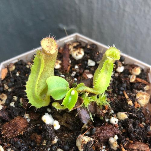 Nepenthes truncata　Malimumu, philippines CARNIVOROUS PLANTS FOR SALE * Buy online from anywhere in South