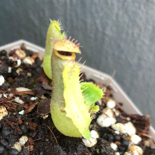 RARE! TROPICAL PITCHER PLANT 🌟 Nepenthes Truncata (Mt. Malimumu, Philippines) Seed grown * Wistuba, Germany * Special Import