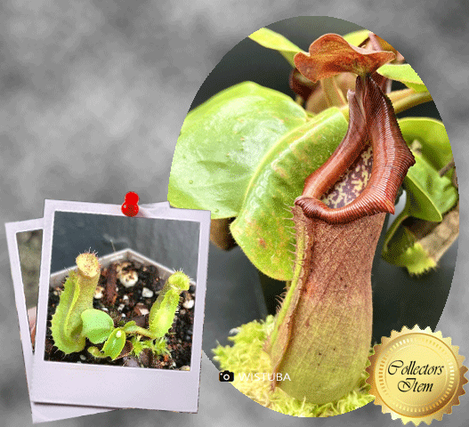 RARE! TROPICAL PITCHER PLANT FOR SALE🌟 Nepenthes Truncata (Mt. Malimumu, Philippines) Seed grown * Wistuba, Germany Special Import