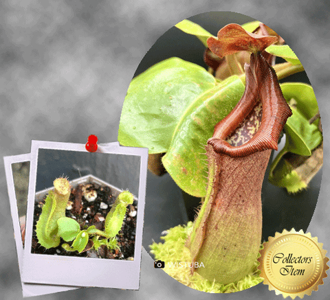 Nepenthes truncata　Malimumu, philippines CARNIVOROUS PLANTS FOR SALE * Buy online from anywhere in South