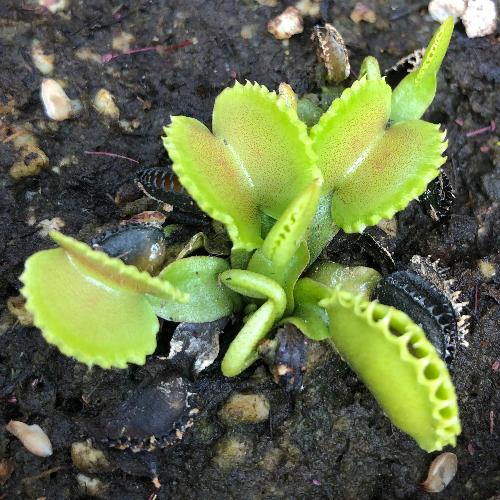 RARE_VENUS-FLYTRAP_Dionaea-Muscipula-Giant-Werewolf-Best-Carnivorous-Plants-CZ_carnivorous_for_sale_South Africa