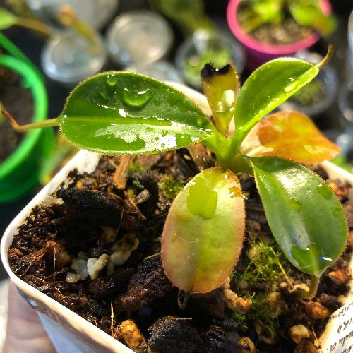 Rare Tropical pitcher plant Nepenthes Lowii Mulu clone 7 x Mira Seedgrown Andreas Wistuba_Buy online in South Africa