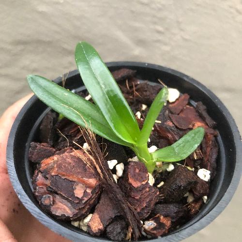 Buy Sarcochilus Bunyip x (Fitzhart x Crimson) online Miniature orchids for terrariums and paludariums for sale South Africa