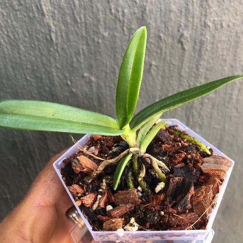 Sarcochilus_Cherie_Snow_x_Cherie_Dawn_x_Fitzhart_x_Cherie_Dawn_Miniature_Orchids_for_terrariums_and_paludariums_for_sale_South_Africa