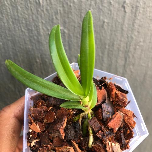 Sarcochilus_Fitzhart_x_Cherie_Dawn_Miniature_orchids_for_terrariums_and_paludariums_for_sale_South_Africa