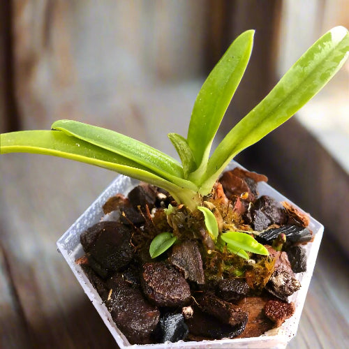Sarcochilus_Hartmanii_Miniature_orchids_for_terrariums_and_paludariums_for_sale_in_South_Africa