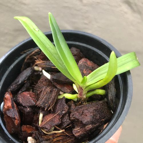 Buy Sarcochilus Hartmanii x Kirra-Lea online Miniature orchids for terrariums and paludariums for sale in South Africa