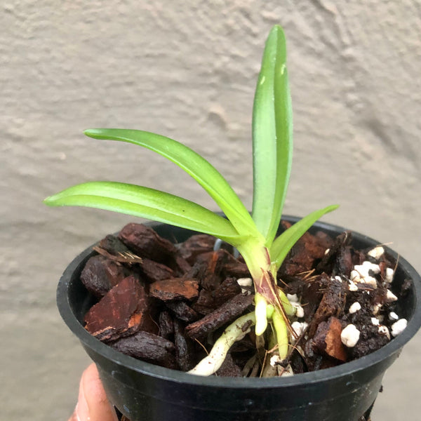Buy Sarcochilus Kirra-Lea x Hartmanii online Miniature orchids for terrariums and paludariums for sale in South Africa