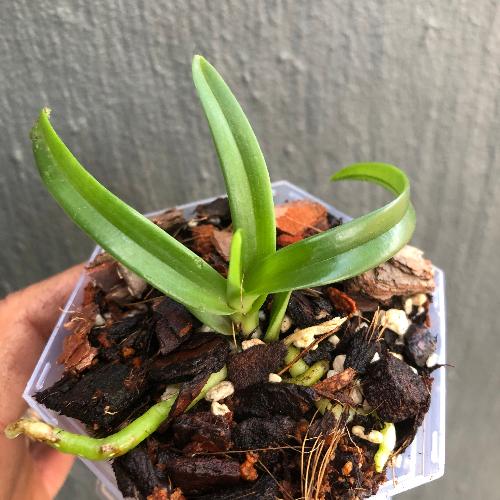 Sarcochilus_Kulnura_Firemist_x_Cherie_Dawn_Miniature_orchids_for_terrariums_and_paludariums_for_sale_South_Africa