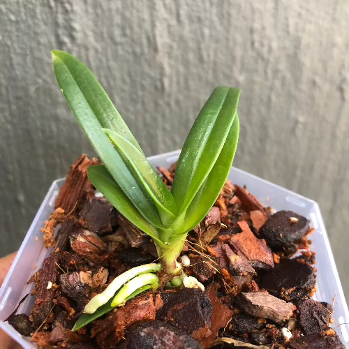 Sarcochilus_Newbold_Thredbo_X_Fitzhart_x_Cherie_Dawn_Miniature_orchids_for_terrariums_and_paludariums_for_sale_South_Africa