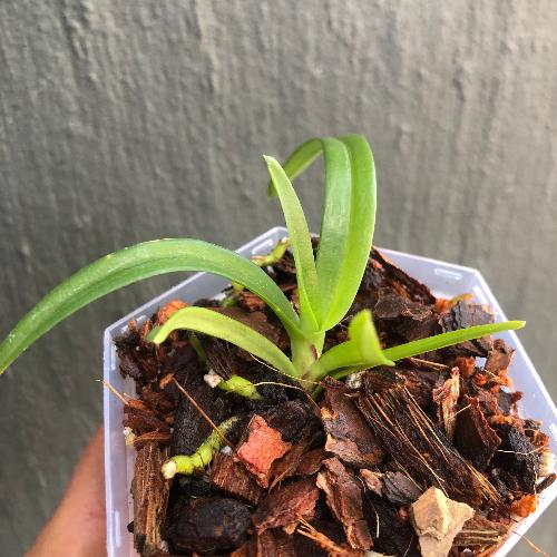 Sarcochilus_Yvette_Miniature_orchids_for_terrariums_and_paludariums_for_sale_South_Africa