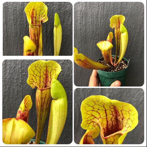 Sarracenia cv 'Vogel' for sale_Carnivorous trumpet pitcher plant for sale
