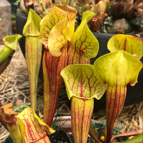 Sarracenia cv 'Vogel' for sale_Carnivorous trumpet pitcher plant for sale