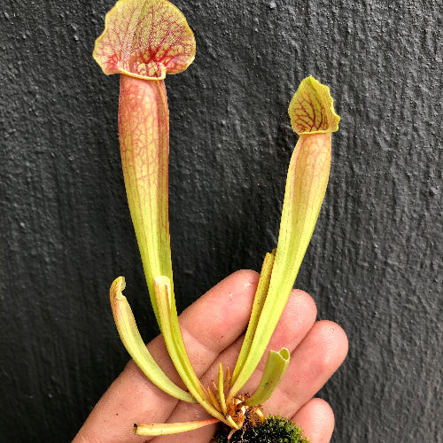 Sarracenia Barba Carnivorous trumpet pitcher plant for sale Special Import- Bareroot plant