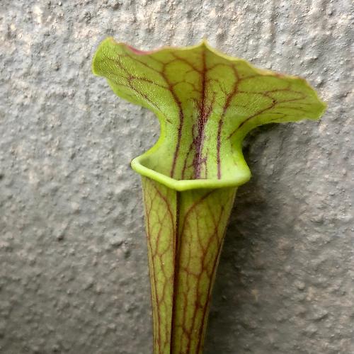 Sarracenia flava 'Tygo' • Special Import • Trumpet Pitcher Plant